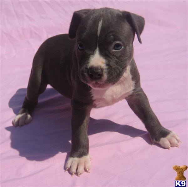 American Pit Bull Puppies for Sale